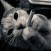 ช้ำรัก (@oceaninap) Twitter profile photo ช้ำรัก (@oceaninap) Twitter profile photo