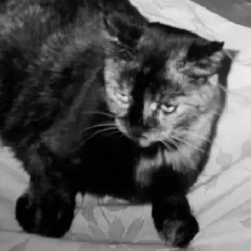 J_Ann_Eowyn's profile picture. Highly allergic, crippled athlete but recovering. cats'-mom, live + breathe art, music, herbal remedies+ using food to help heal the body. #blackcats=friendly