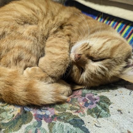 xiaoshanli83033's profile picture. 親戚が出光興産創業者⛽映画海賊🏴‍☠と呼ばれた男観ての😻頑張ってる人は素敵👍SPP大好き💕エウレカも💕良く江ノ島西浜白いテント前でタンクトプ着て泳いでるよ🏊‍♂🌊🌊夕陽🌇が綺麗だからパチリ📸しに来てね😻👍