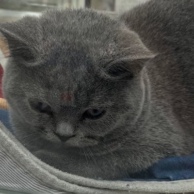 matsu_ki3's profile picture. 🐈♡