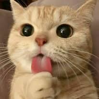 tunatuni83774's profile picture. Crypto lover 🥰🥰🥰(Ø,G)