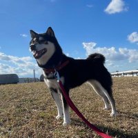 黒柴くまモン&猫神たらちゃん日記 (@shiba_kumamon) Twitter profile photo