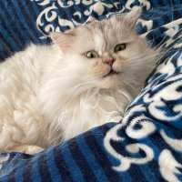 取引垢@ (@928otori) 's Twitter Profile Photo