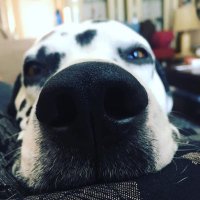 Jamie McDonald (@real_jmac) 's Twitter Profile