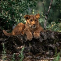 Wild Nature (@wildnature01) 's Twitter Profile Photo