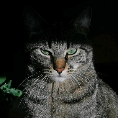 hifekpl's profile picture. no