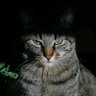 hifekpl's profile picture. no