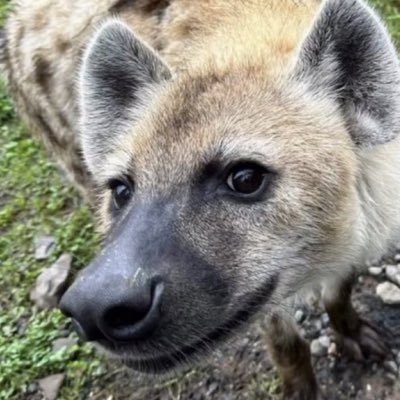 YeenBwean's profile picture. (NSFW) 19 She/Her They/Them | 🏳️‍⚧️🏳️‍🌈 | Minors, Zoo, Facist DNI | BLM ACAB | Death to white America
