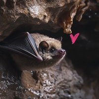 Myotis | PreDebut (@lilbrownbatvt) 's Twitter Profile