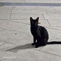 emon Reddio Kaisar 🦙🔥 (@emon347885) 's Twitter Profile