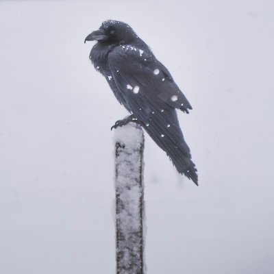 _canecrow's profile picture. Aspiring game dev and artist