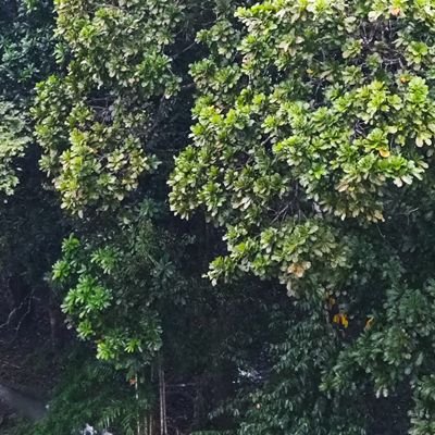 whata_freakshow's profile picture. 🇵🇦