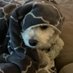 Ms Lizzy Britches (@cougarlionvino) Twitter profile photo Ms Lizzy Britches (@cougarlionvino) Twitter profile photo