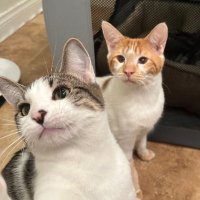 Shrimp & Grits (@shrimpgritscats) 's Twitter Profile Photo Shrimp & Grits (@shrimpgritscats) 's Twitter Profile Photo