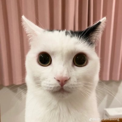 Splatkiller's profile picture. Em so cool