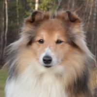 Пан Анонімус | Підтр. додавання 🇺🇦 в Соніка, 📌 (@vsenenimes) 's Twitter Profile Photo