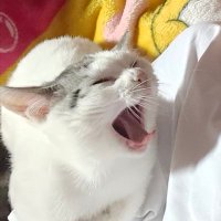 は? (@archimeto) 's Twitter Profile