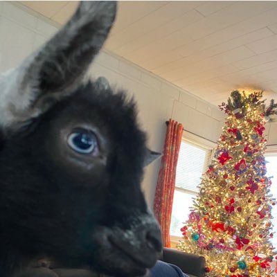 Gyrostore's profile picture. raise some chickens 🐓