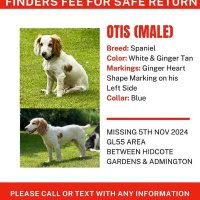Stolen Missing Longtimelost 🐾Where Are They All (@hunnyjax) 's Twitter Profile