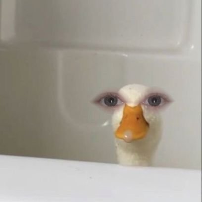 mcmelodifly's profile picture. Yo solo sé hacerlo, yo no sé intentarlo.