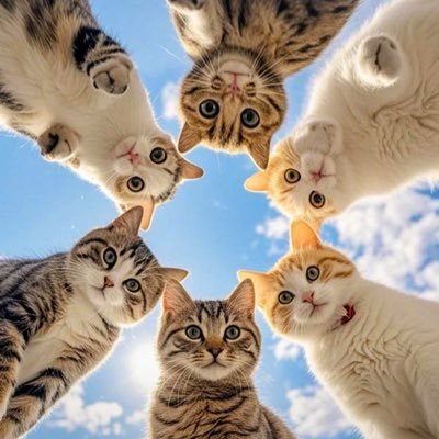 king_harkmite's profile picture. • Sapiophile • High Vibration • Risk Taker • Ailurophile🐈 • Optimistic •