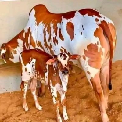 R.R.Agro Cattle And Dairy Farm is available here for any occasion 100% Halal and no astroloids and artificial hormones and anti biotic shade healthy strong