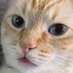 Cheddar (🧀/🧀) (@cheddar_trades) Twitter profile photo Cheddar (🧀/🧀) (@cheddar_trades) Twitter profile photo