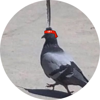 _Mururung_'s profile picture. 175×195