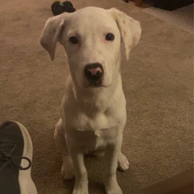 DustinPueschel's profile picture. 