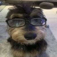 japa da silva (@bolaxadas) 's Twitter Profile Photo