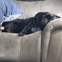 Joe (@joetheblackpug2) 's Twitter Profile