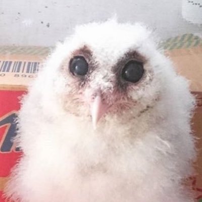 sweetredux's profile picture. @pathoparty ::: kind worm above the soil^_^.. I like to play/personal/ side art acc