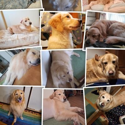 沖縄県とハワイ州の日系３世です🌺目が霞み良く見えなくなり盲導犬🦮+介助犬🐕私の身の回りのお手伝いをしてくれます🥰
京都大学大学院を卒業後、防衛省航空幕僚監部総務部広報室長👊防衛省統合幕僚監部防衛計画部長補佐官に従事…階級准将補　剣道６段✌世界全国(アマ)ボクシング４位👊単行本３冊執筆 趣味モンスト観戦ww