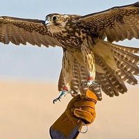 صقر العرب🦅 (@skralarb10) 's Twitter Profile