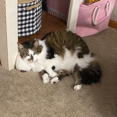 Carrie Quade Profile