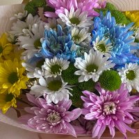 Bellis perennis (@ziraattmhnds) Twitter profile photo