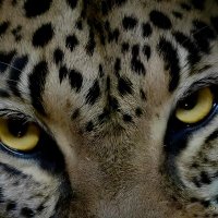 Ayaro (@ayarotrash) 's Twitter Profile