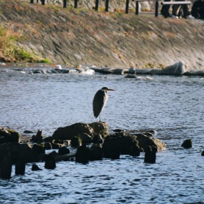 金原崇人 / 家庭教師のみらいさんのプロフィール画像