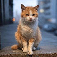 smelly cat (@uglcat) 's Twitter Profile Photo smelly cat (@uglcat) 's Twitter Profile Photo