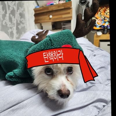 펫샵반대. 사지말고입양하세요 실외견❌
식물🌱시작
(파충류나 쥐 무서워서 블락)
단츄츄의 한양살이 #단츄청력 #단츄병원
★경북 영주 스트릿 단츄츄
★13살(남)노루산신령딸기돌고래믹스 만성췌장염,신부전,PLE
★2012년 12월 모든날이 생일
레진아트판매계정 @semodam