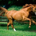 Leandro Falcon - @7511_leandro - Twitter