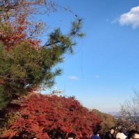 デブゴン(3期目) (@peelover_yuki) 's Twitter Profile Photo