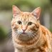 猫之島の猫たち🐈 (@freenekochan) Twitter profile photo 猫之島の猫たち🐈 (@freenekochan) Twitter profile photo