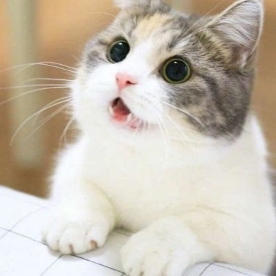 tofood_blog's profile picture. 美味しそうなご飯と猫が好き。みなさんの美味しそうな飯テロ・酒テロやおすすめの商品を紹介します。Amazonアソシエイトプログラム参加中。