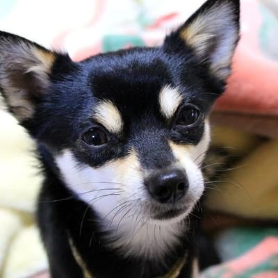 保守系政治垢だけどジャニーズとジャニオタさん応援
慰安婦問題をきっかけに左から転向した韓国ウォッチャー
多ジャンルオタクで韓国人のオタ友が数人いますが韓国は大嫌いです。
マスコミや活動家の独善的価値観による言論弾圧及び表現規制には断固反対。
六四天安門