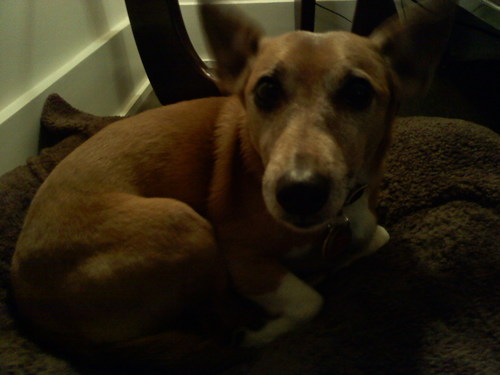 LarryOnAPoof's profile picture. Enjoys a fine blanc de blancs and a favorite Christopher Hitchens atop a cozy poof.