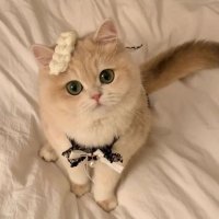 ねこ (@neko_nyan_er) 's Twitter Profile