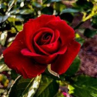 Tanuja Patel (@tanujapatel97) 's Twitter Profile
