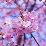 キョウコ (@kyouko540750) 's Twitter Profile