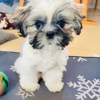 KAPO🦅 (@kapo_o_kapo) Twitter profile photo